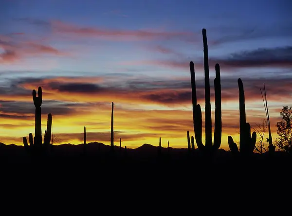 sunset Clouds and Cacti silhouettes