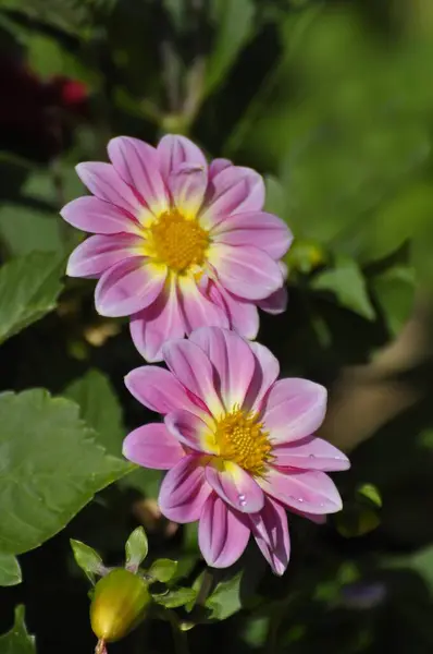 Simplement Des Dahlias Fleuris Dans Jardin — Photo
