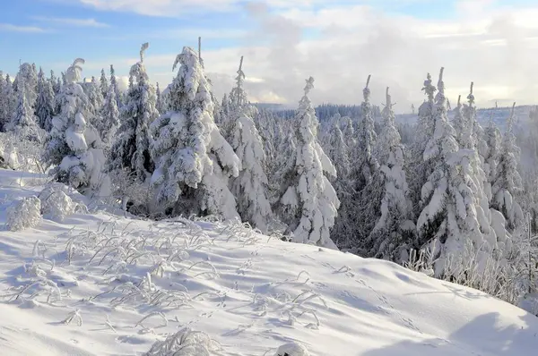 Black Forest Black Forest Winter Spruce Forest Black Forest High — Stock Photo, Image