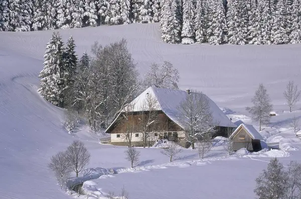 Černý Lesní Dům Zimě Sněhem Horní Černý Les Baden Wrttemberg — Stock fotografie