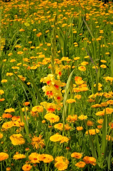 Gladiolus in marigold field, marigolds (Calendula officinalis), gladiolus sword lily (Gladiolus) flowers