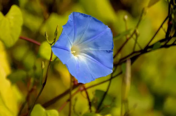Niebieski Ranek Chwała Kwitnie Ogrodzie Ipomoea Violacea — Zdjęcie stockowe