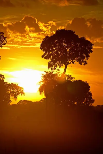 Pôr Sol Pantanal Brasil — Fotografia de Stock
