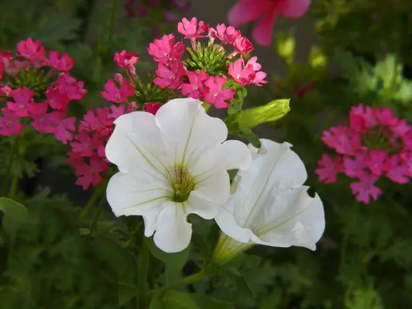 Petúnia Flores Jardim Verão — Fotografia de Stock