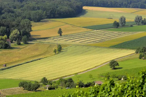 Wijngaarden Bij Oberderdingen Met Veldlandschap — Stockfoto