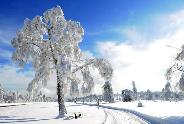 Шварцвальд Зимой Еловый Лес Снежный Пейзаж Заснеженные Ели — стоковое фото