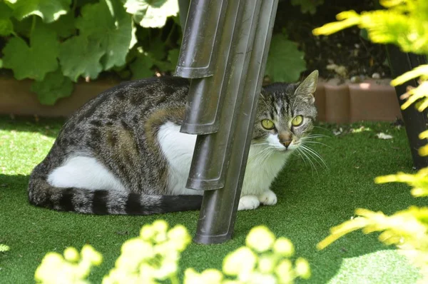 Kot Domowy Pozowanie Ogrodzie Letnim — Zdjęcie stockowe