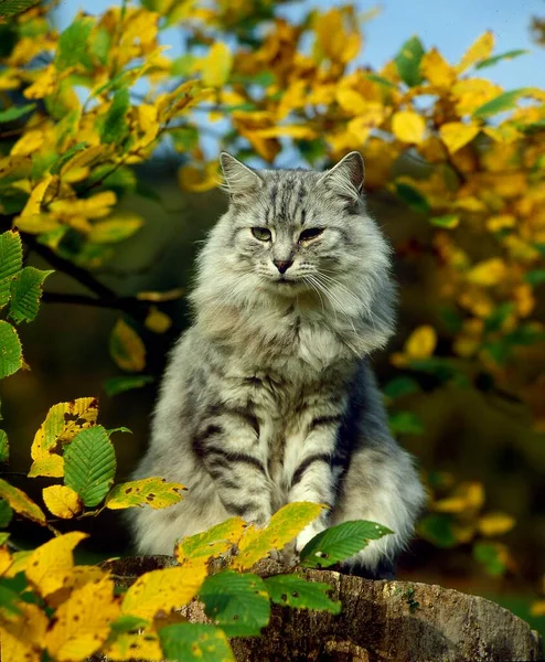 Кіт Осіннім Листям Фоні — стокове фото