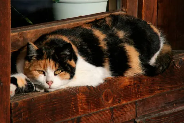 Jovem Gato Doméstico Aquece Sol Janela — Fotografia de Stock