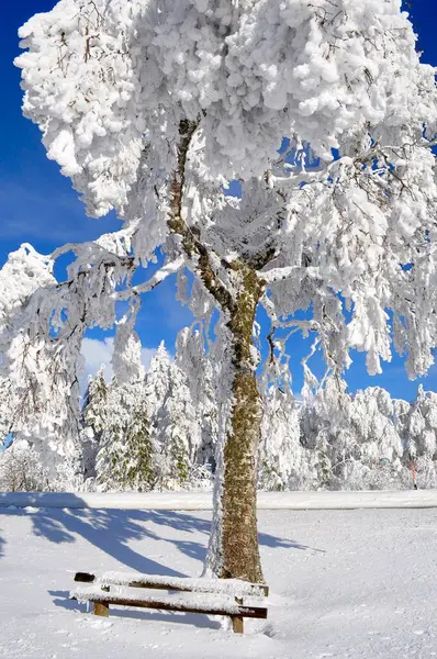 Шварцвальд Снежный Пейзаж Заснеженные Березы — стоковое фото