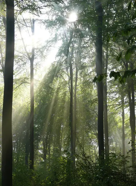 Bosque Caducifolio Primavera Niebla Bosque Rayos Sol Bosque —  Fotos de Stock