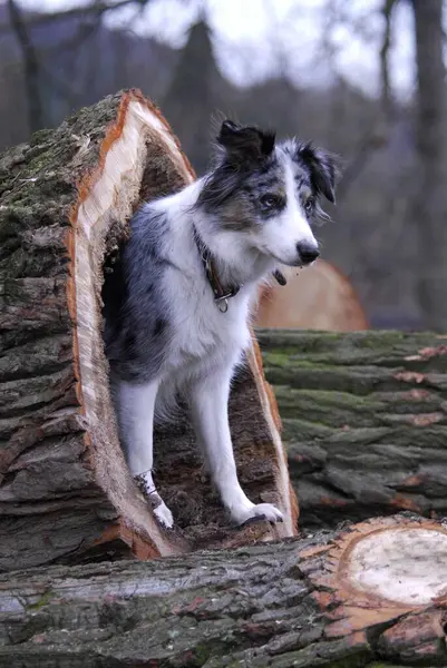 Krásný Hraniční Kolie Pes Přírodním Pozadí — Stock fotografie