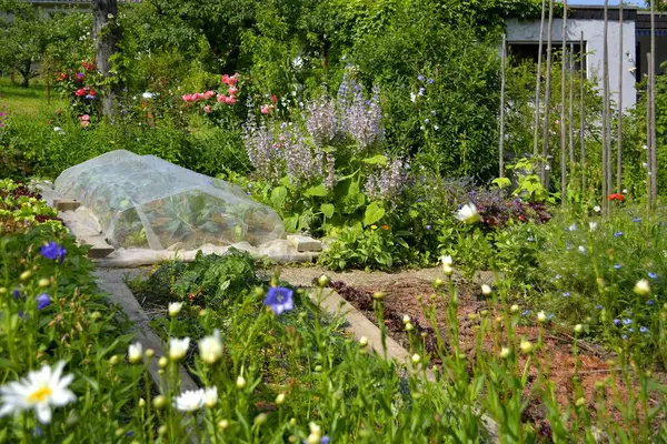 Vegetable garden with cold frame, cottage garden