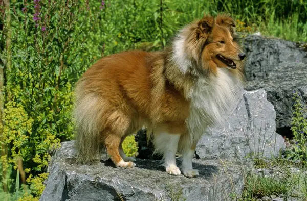 Collie Longhaired 스코틀랜드의 Sheepdog Collie 거칠게 — 스톡 사진