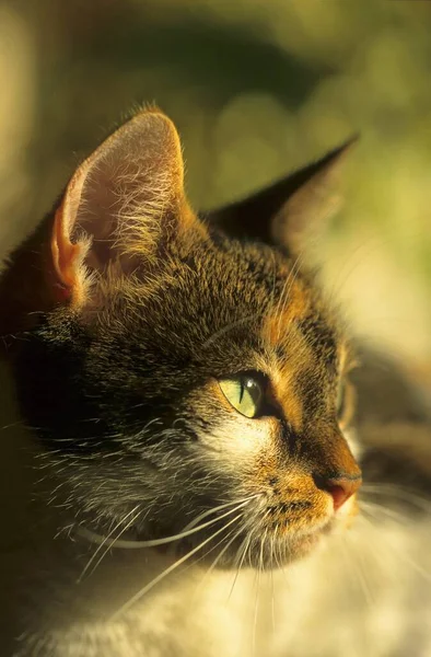 Portrét Roztomilé Kočky Pohled Zblízka — Stock fotografie