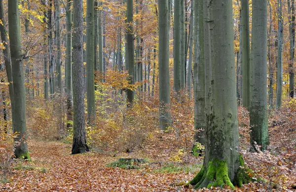 Kolorowa Twierdza Jesienią Piękny Jesienny Las — Zdjęcie stockowe