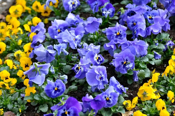 Pansy Viola Wittrockiana Flowering Garden — Stock Photo, Image