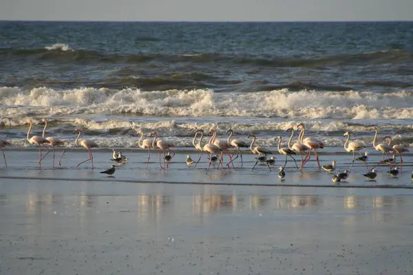 Flamingos Other Seabirds Atlantic Beach Western Sahara Morocco Africa — Stock Photo, Image