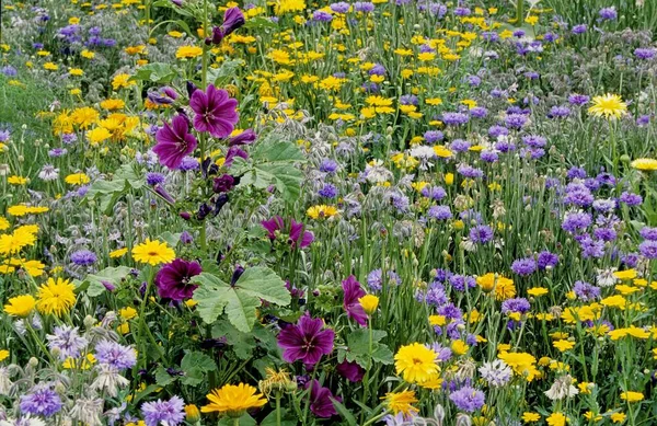 Χρωματιστό Λιβάδι Λουλουδιών Καλοκαίρι Διαφορετικά Είδη Άγρια Λουλούδια Άγρια Βότανα — Φωτογραφία Αρχείου