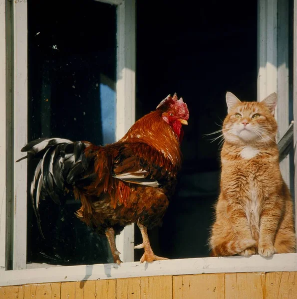 Domestic cat (Felis silvestris forma catus) with domestic chicken (Gallus gallus domesticus) at the window, animal friendship, farmyard