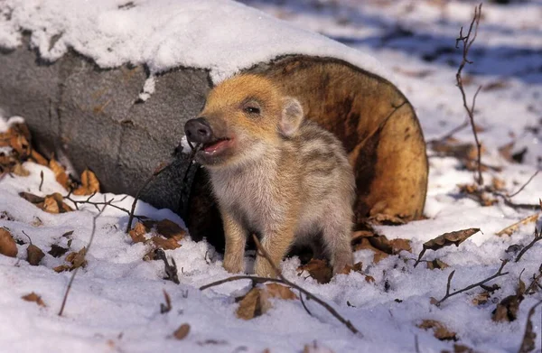 Fresh Boar Wild Boar Sus Scrofa Winter — Stock Photo, Image