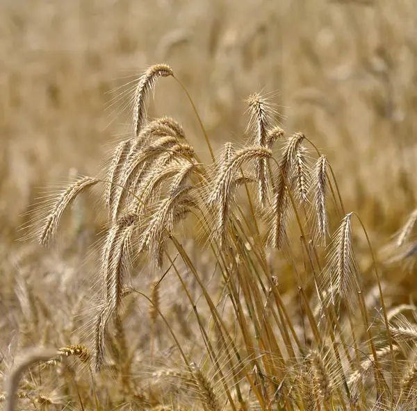 Orge Mûre Dans Champ Champ Céréales — Photo