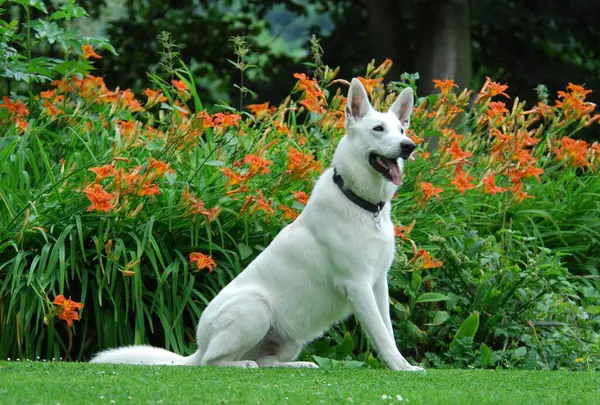 White Shepherd sitting in front of orange daylilies, White Swiss Shepherd, Berger Blanc Suisse, FCI Standard No. 347 (provisional), White Swiss Shepherd, sitting in front of the orange flowers of daylilies, old breed name American Canad