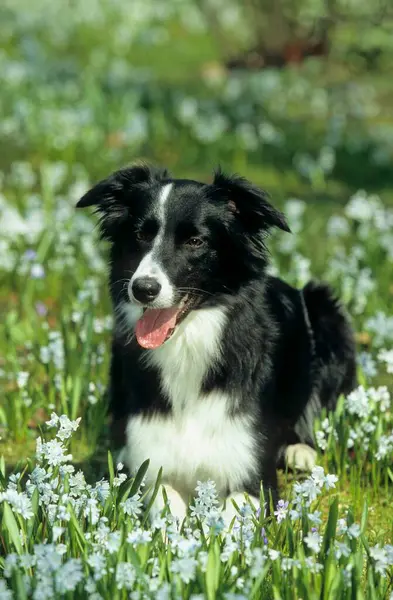 Όμορφη Border Collie Σκυλί Στο Φόντο Της Φύσης — Φωτογραφία Αρχείου