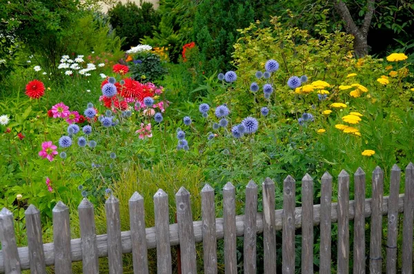 Badenia Wirtembergia Czarny Las Ogród Wieloletni Ogród Różne Kwiaty Ogrodowe — Zdjęcie stockowe