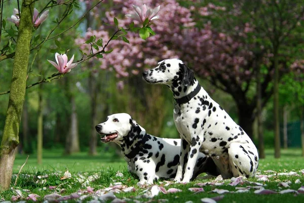 Dwóch Dalmatyńczyków Siedzi Łące Kwiatami Magnolii — Zdjęcie stockowe