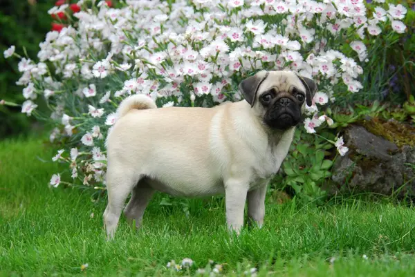 Young Pug Weeks Old Female Standing Garden Front Flowering Feathered — Stock Photo, Image