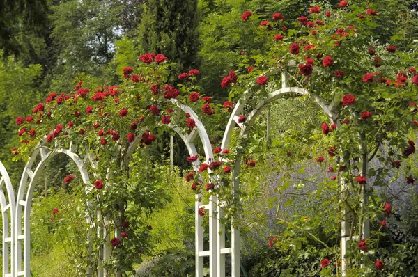 Rosas Escalada Vermelhas Jardim Vista Diurna — Fotografia de Stock
