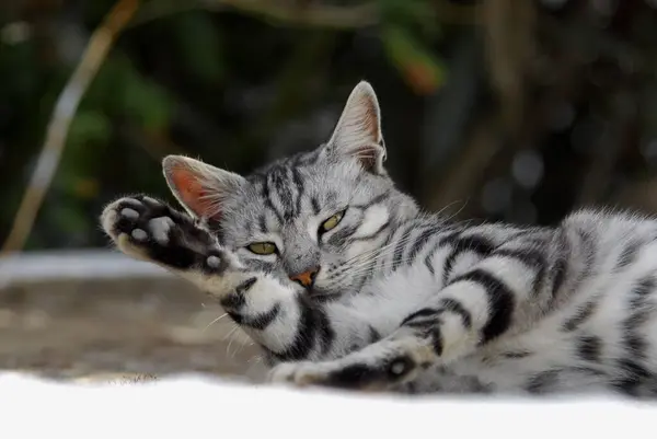 Ładny Kot Leżący Ziemi — Zdjęcie stockowe