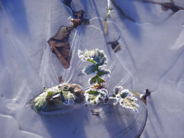 Bir Tarladaki Buz Donmuş Birikintisi Buz Çiçekleri Buza Buzullu Bitki — Stok fotoğraf