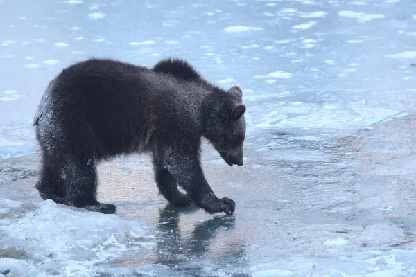 Молодий Коричневий Ведмідь Ursus Arctos Взимку Коричневий Ведмідь Взимку — стокове фото