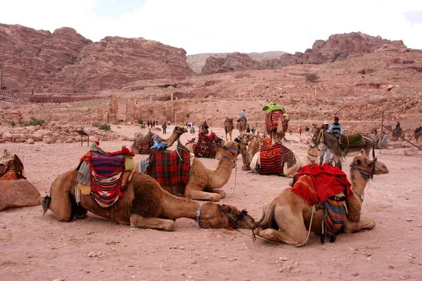 Dromedare Warten Auf Toruisten Petra Jordanien Asien — Stockfoto