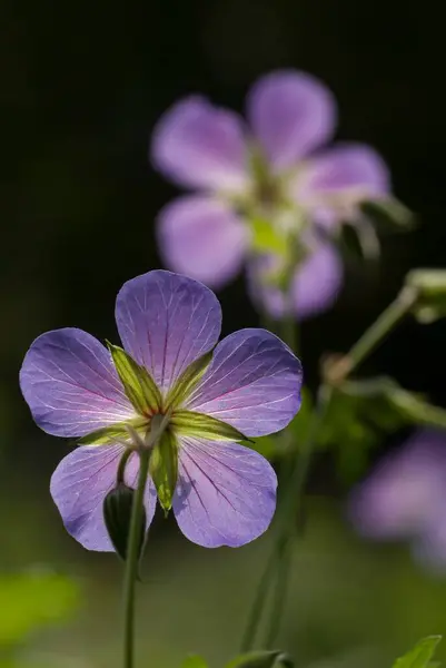 Jeřáby Geranium Květy Mušlí Zahradě Zblízka — Stock fotografie
