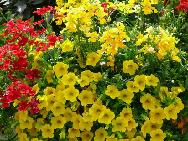 Petunia Flores Jardín Verano — Foto de Stock