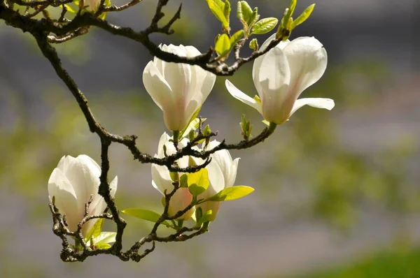 Flores Magnolia Blancas Foto Detallada Acercamiento Platillo Magnolia Magnolia Soulangeana —  Fotos de Stock