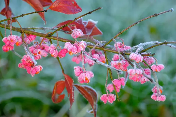 Spindle Tree Hoarfrost European Spindle Euonymus Europaeus Spindle Cap Spindle — Stock Photo, Image