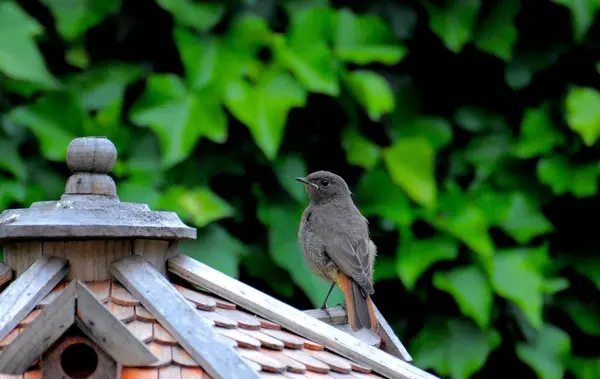 Redstart Casa Aves Fondo Naturaleza —  Fotos de Stock
