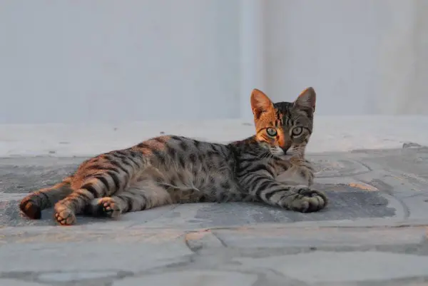 ギリシャの路地で夜明けに横たわる家畜猫 — ストック写真