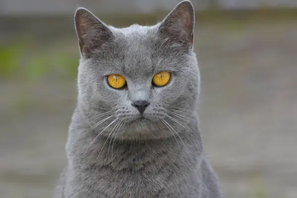 카르투시안 고양이 초상화 — 스톡 사진