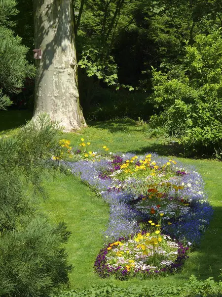 Flores Florecientes Coloridas Jardín Verano — Foto de Stock