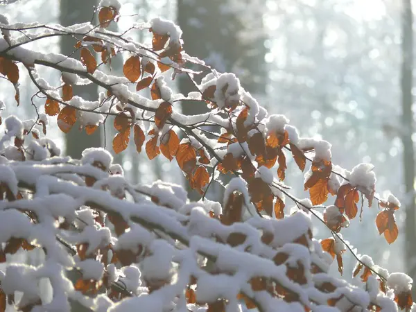 Зимний Лес Снегом Буковые Листья Снегом Буковая Ветвь — стоковое фото