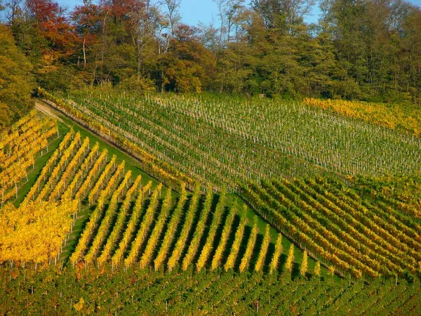 Herbstlicher Weinberg Bei Knittlingen Stromberg Baden Württemberg Deutschland Europa — Stockfoto