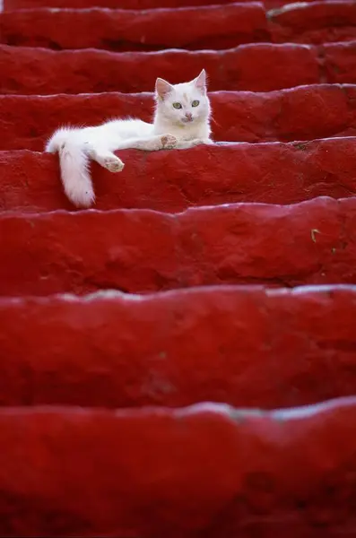 Gato Blanco Escalera Piedra Roja —  Fotos de Stock