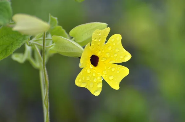 Winorośl Czarnooka Thunbergia Alata Kwiat — Zdjęcie stockowe