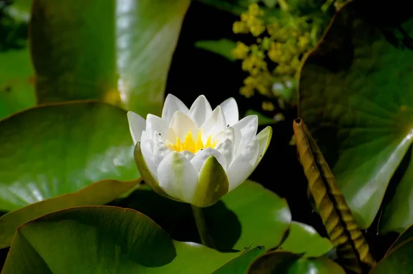 Pond Water Lily — Stock Photo, Image