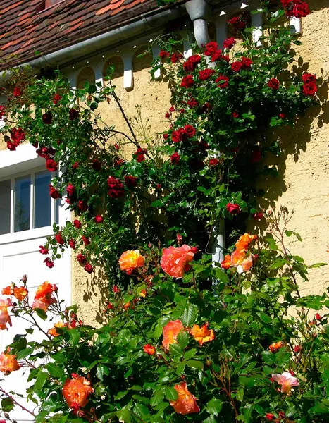 Piękna Wspinaczka Róż Ogrodzie Widok Dnia — Zdjęcie stockowe